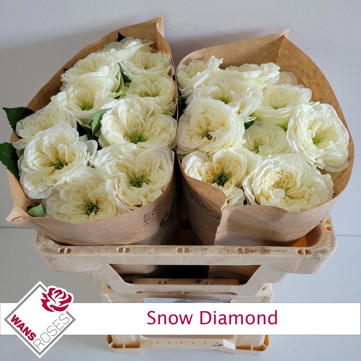 10x Rosa snow diamond 50cm