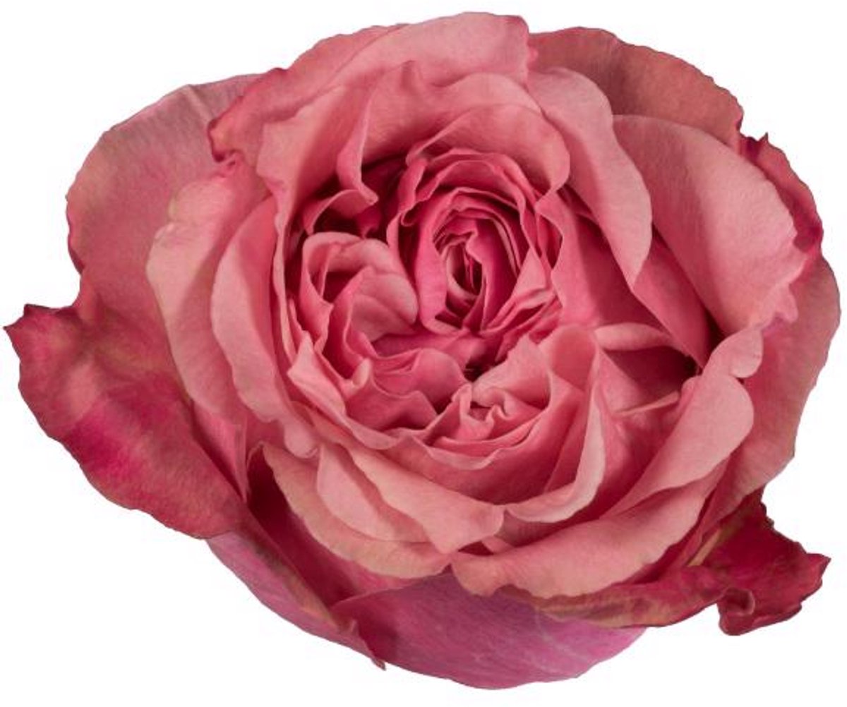 25x Rosa art deco 50cm