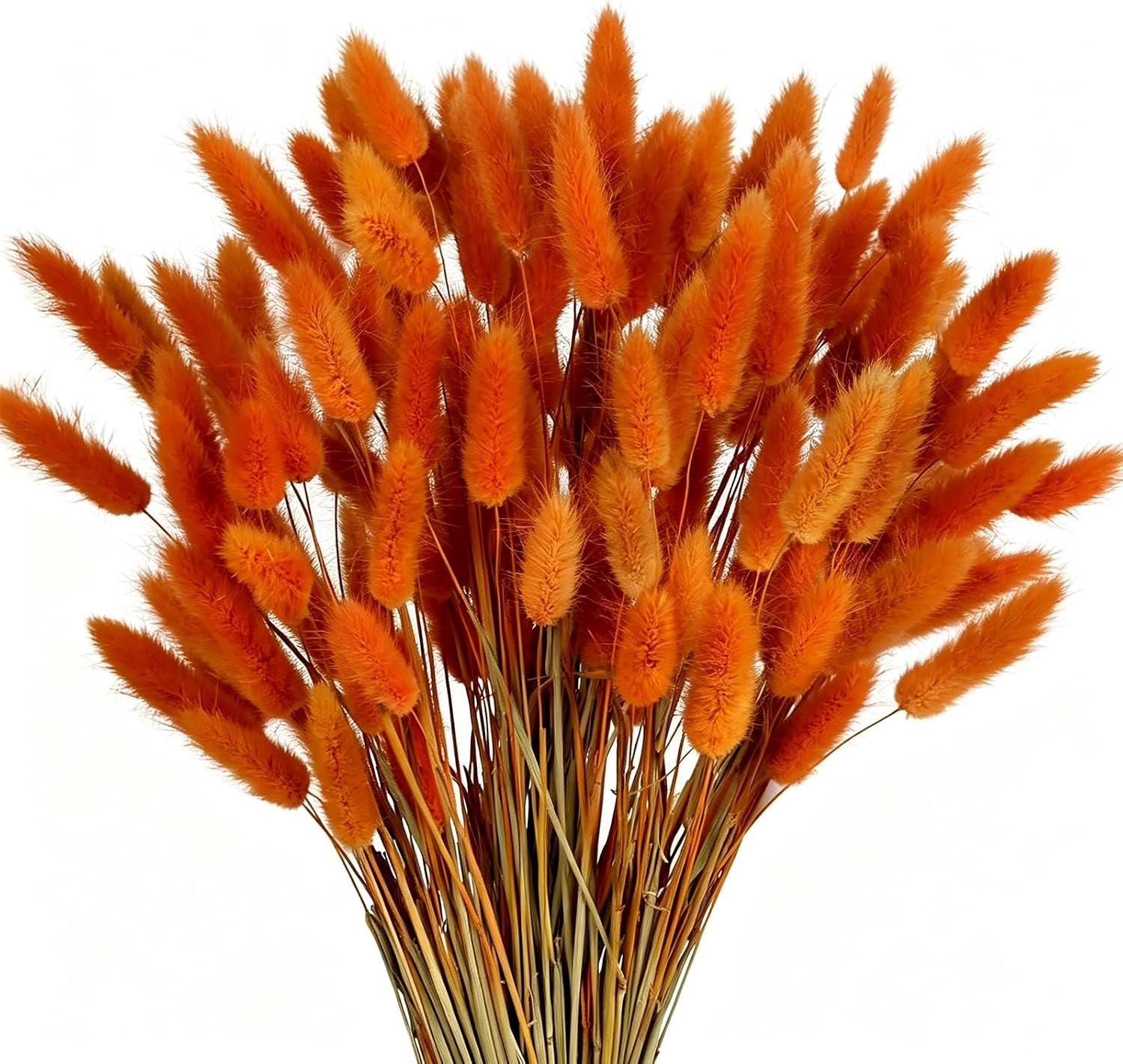 Hazenstaartje Oranje Gedroogde Bloemen 120st 40cm