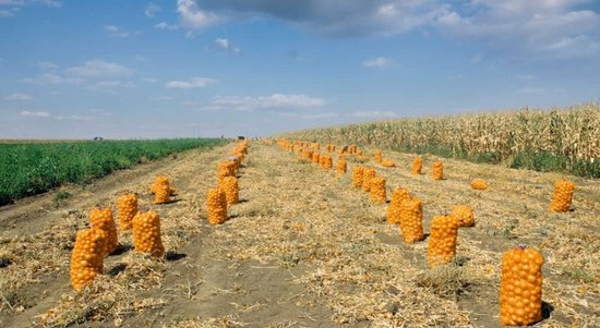 100 stuks rasselzakken, aardappelzak, groentenzak, uienzak, alle maten (ca. 60 x 100 cm voor 50,0 kg) — afbeelding 2