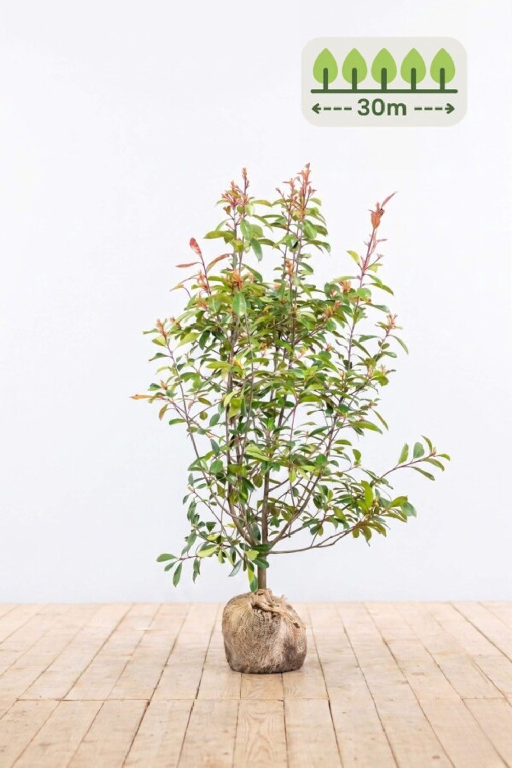 Photinia fraseri 'Red Robin' 150-175 cm voor 30 meter - 60st. Photinia fraseri 'Red Robin'