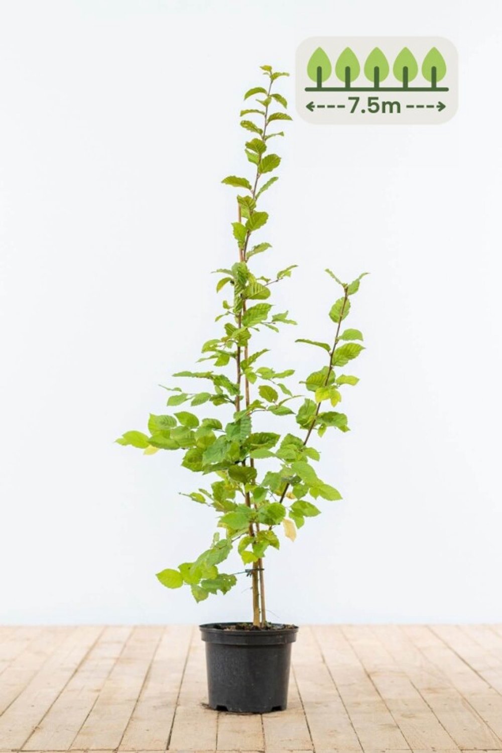Haagbeuk 80-100 cm voor 7.5 meter - 38st. Carpinus betulus