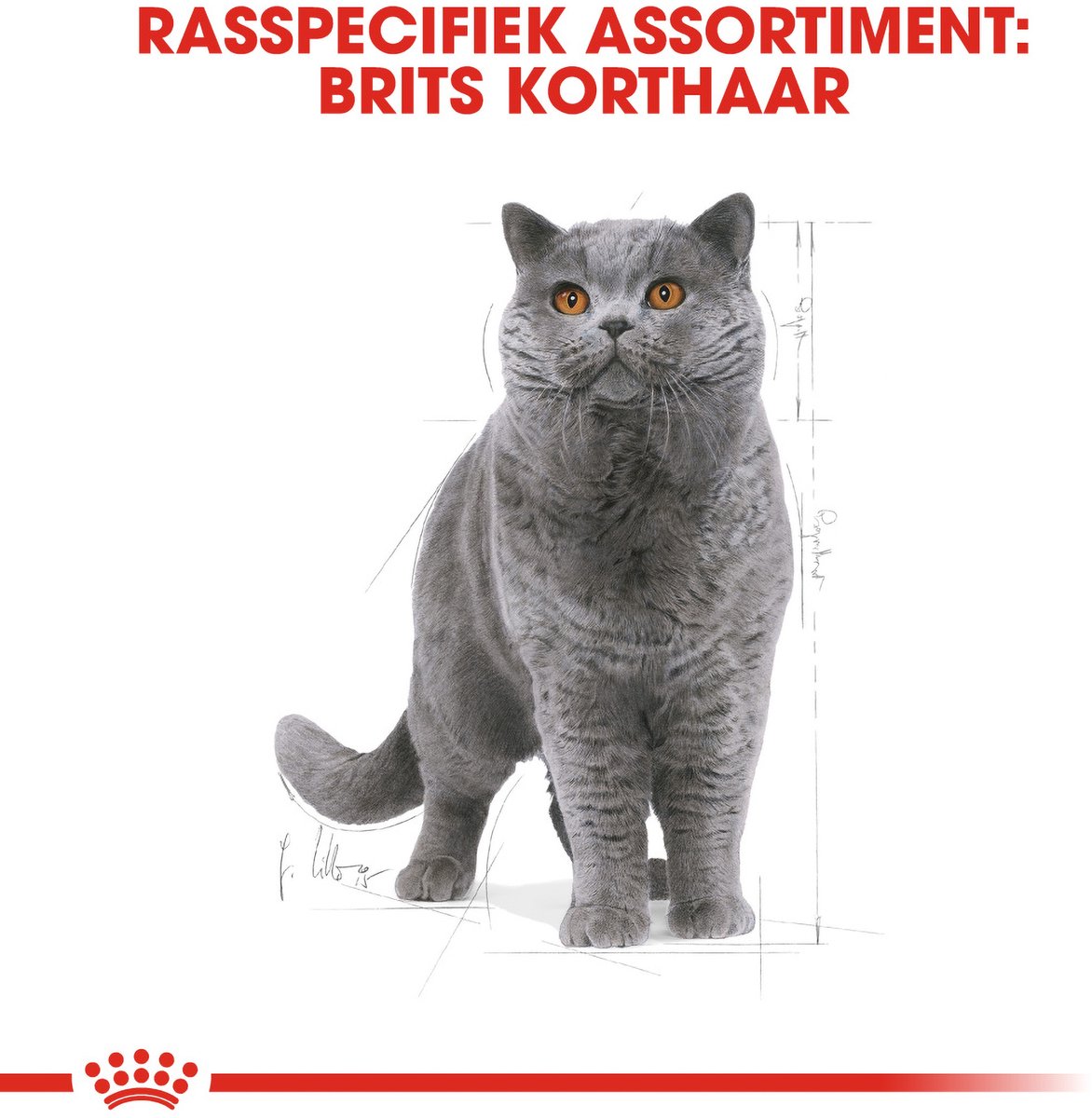 Royal Canin British Shorthair Adult - Kattenvoer - 10 kg - Brits korthaar thumbnail 4
