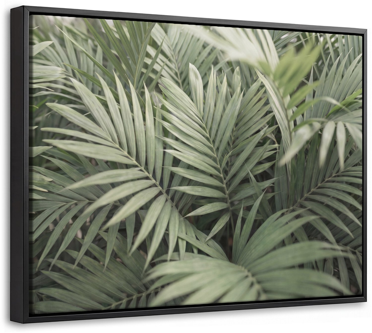 Canvas Schilderij met Baklijst - Plant - Palmbladeren - Natuur - Groen