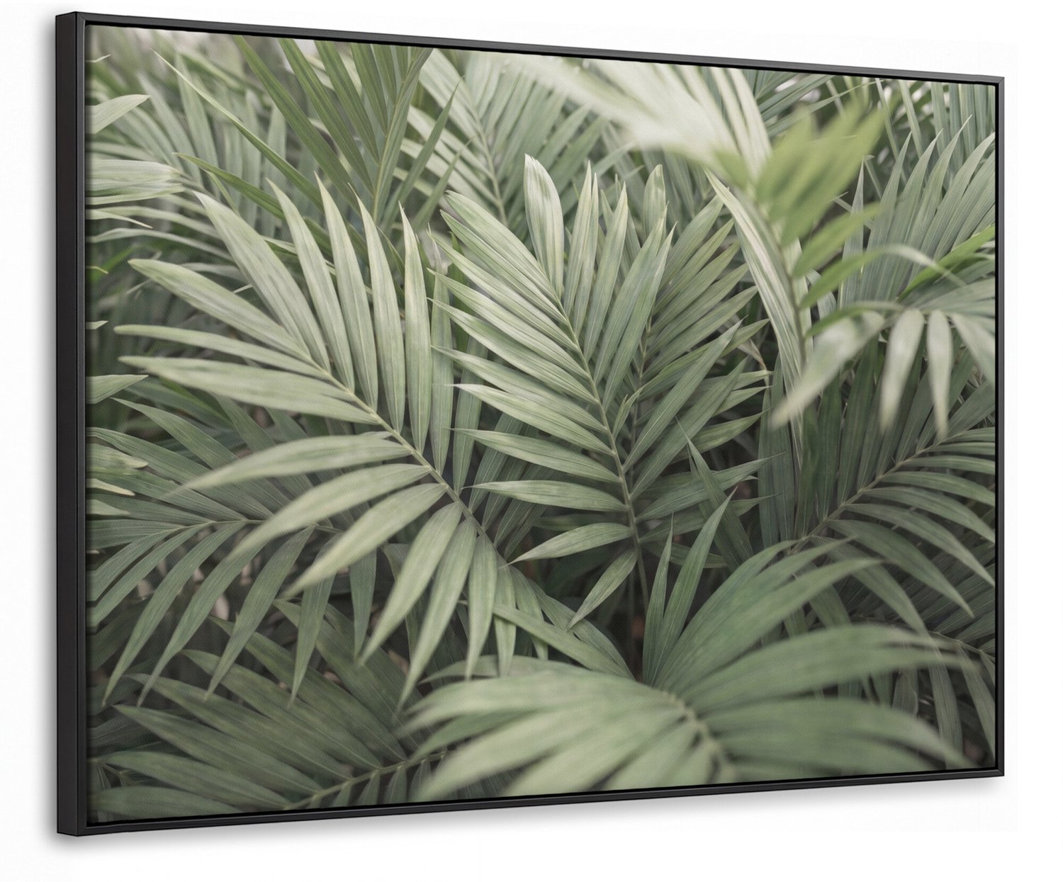 Canvas Schilderij met Baklijst - Plant - Palmbladeren - Natuur - Groen