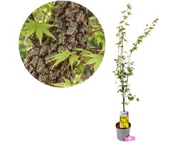 Acer palmatum 'Arakawa', Japanse Esdoorn, Hoogte 60cm, 3 liter pot