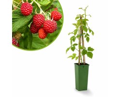 Framboos Malling Promise – Zomerframboos – Rubus idaeus – Vroege Oogst