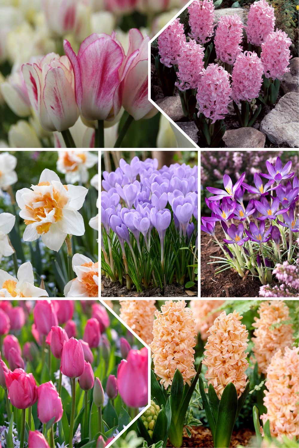 Hailey Bloembollenmix voor etage beplanting | 45 stuks | Bloembollen lasagne pakket | Bijen en vlinders | Tulp | Narcis | Hyacint | Crocus