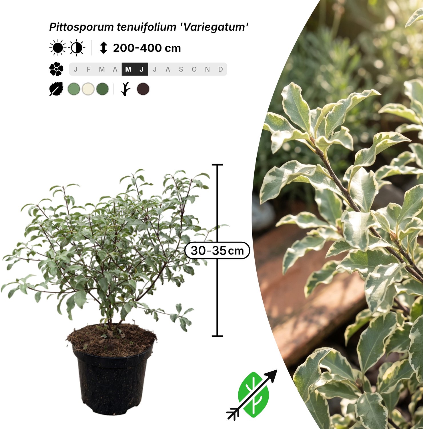 Singleplants - 18x Pittosporum tenuifolium 'Variegatum' - Pot C1.5 - winterhard tot -10°C