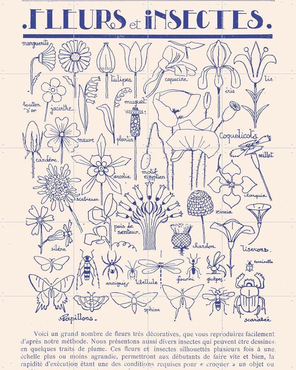 IXXI Fleurs et Insectes, Aster Edition - 80 x 100 cm - Gratis ophangtool - Grote wanddecoratie en posters - Vintage, Illustraties, Line art