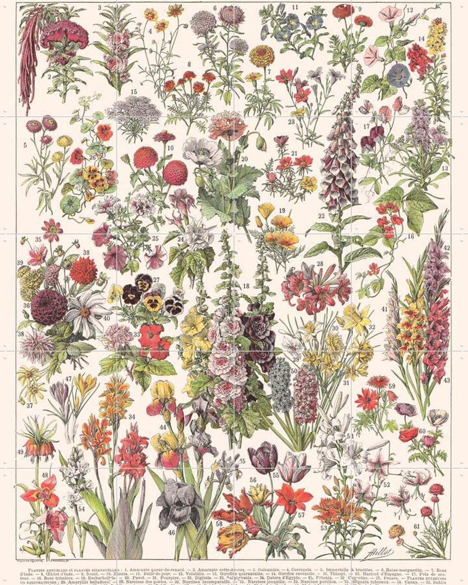 IXXI Fleurs Larousse print, Aster Edition - 80 x 100 cm - Gratis ophangtool - Grote wanddecoratie en posters - Kleurrijk, Naturalisme, Vintage