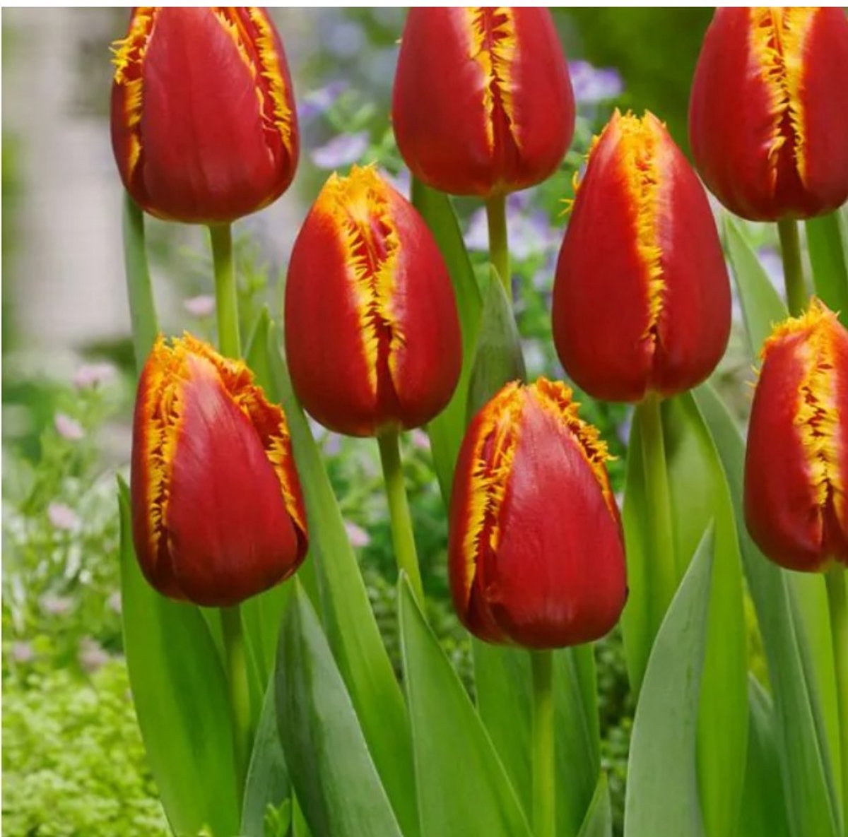 Bloembol Tulp Fabio 20 stuks