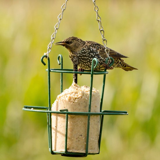 Een spreeuw eet van een vetbol in een groene metalen vogelvoederhouder hangend aan een ketting.
