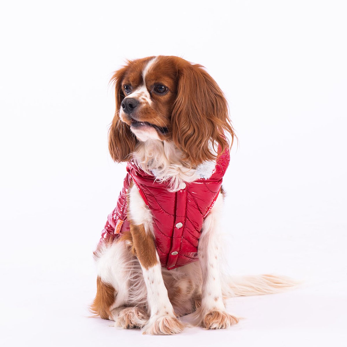 Pawstar Light Wave - Hondenbodywarmer - Rood - M