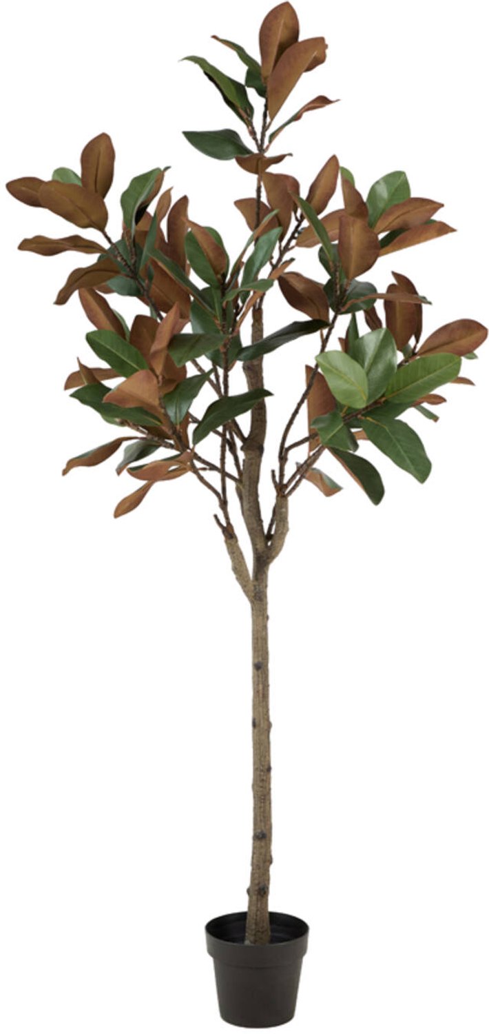Light & Living - Kunstplant MAGNOLIA - Groen - 60x60x180 cm