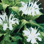 6 x Monarda 'Schneewittchen' - Bergamotplant Pot 9x9 cm - Witbloeiende Aromatische Plant