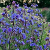 6 x Anchusa azurea 'Loddon Royalist' - Ossetong - Pot 9x9 cm: Intens blauwe bloemen, zonminnend