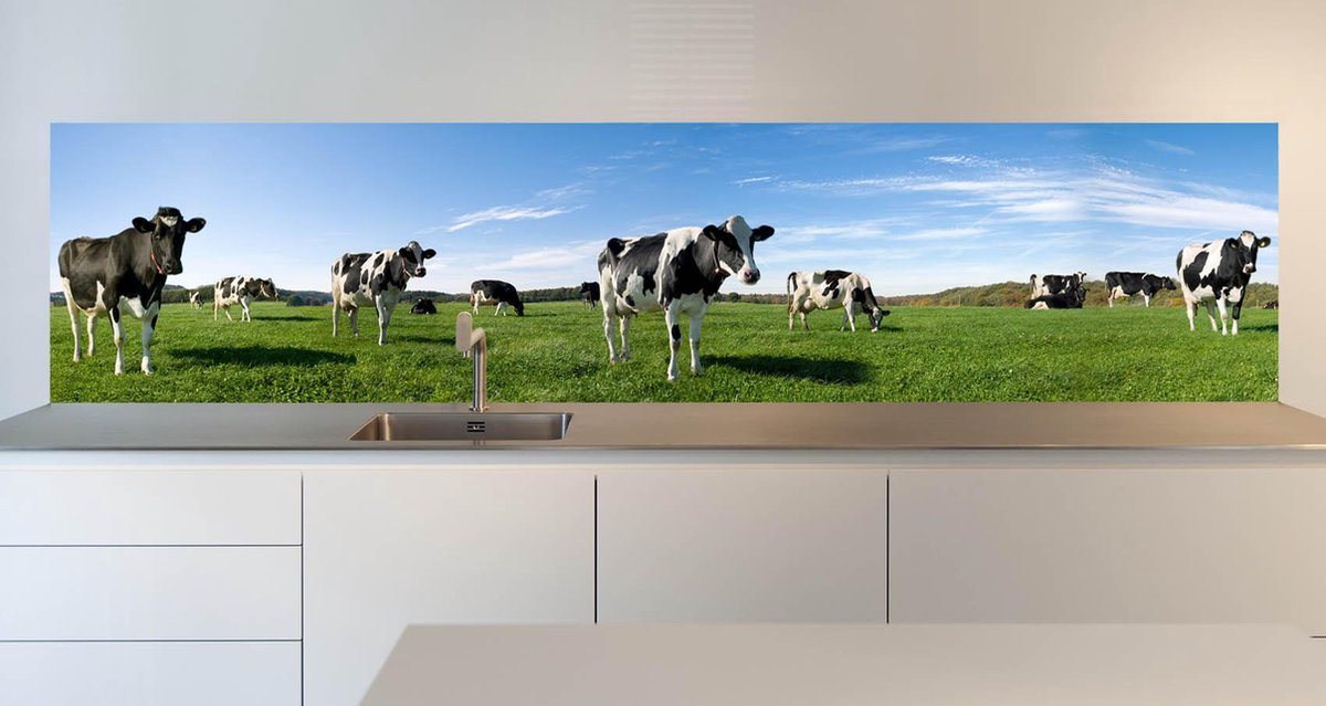 Keuken achterwand: -Posing Cows- 305x70 cm