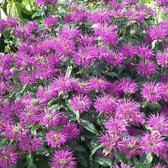 6 x Monarda 'Prairienacht' - Bergamotplant pot 9x9cm - Aromatische Sierplant