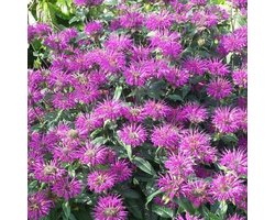 6 x Monarda 'Praerienacht' - Bergamotplant pot 9x9cm