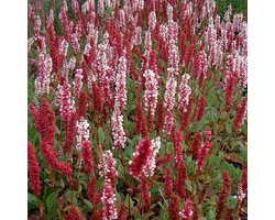 6 x Persicaria Affinis 'Superba' - Duizendknoop in 9x9cm Pot: Veelzijdige, Winterharde Bodembedekker uit de Himalaya