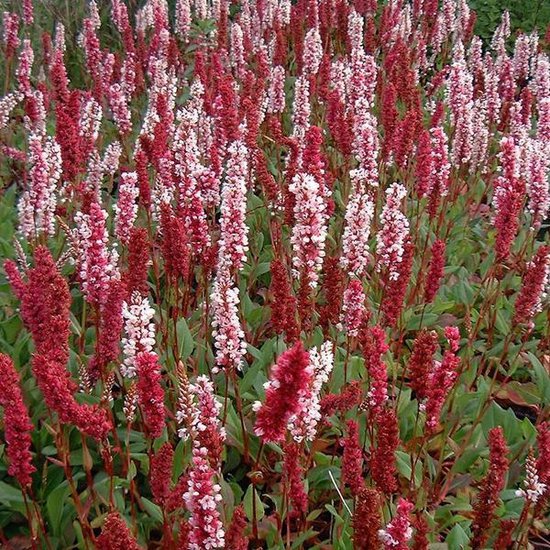 6 x Persicaria Affinis 'Superba' - Duizendknoop in 9x9cm Pot: Veelzijdige, Winterharde Bodembedekker uit de Himalaya