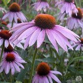 Echinacea purpurea - Rode zonnehoed