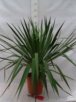 Yucca gloriosa; Totale hoogte 60-70cm incl. Ø 26cm pot | Palmlelie | Volledig winterhard