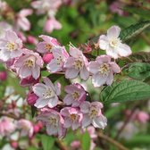 Deutzia purpurascens 'Kalmiiflora' - Bruidsbloem - 40-60 cm in pot: Struik met kleine, roze bloemen in het late voorjaar.