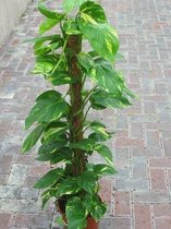 Gardenmarketplace Kamerplanten Epipremnum pinnatum - Scindapsus, mosstok - 60 cm