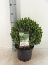 Picea glauca 'Alberta Globe'; Totale hoogte 40-50cm incl. Ø 23cm pot | Wintergroen en zeer decoratief | Canadese spar