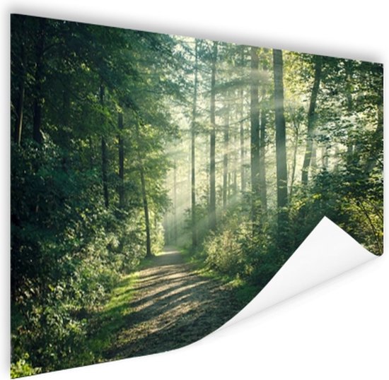 krekel motief Oppervlakkig Een dichtbegroeid bos Poster 180x120 cm - Foto print op Poster  (wanddecoratie... | bol.com