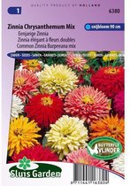 Sluis Garden - Zinnia Chrysanthemum Mix