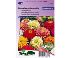 Sluis Garden - Zinnia Chrysanthemum Mix