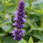 6 x Agastache Foeniculum - Anijsplant pot 9x9cm - Geurende Kruidenplant