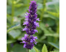 6 x Agastache Foeniculum -  Anijsplant pot 9x9cm