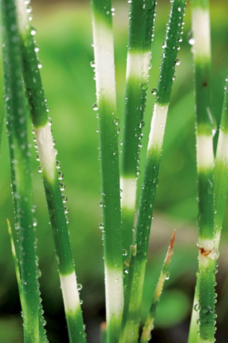 Scirpus tabermont Zebrinus P9