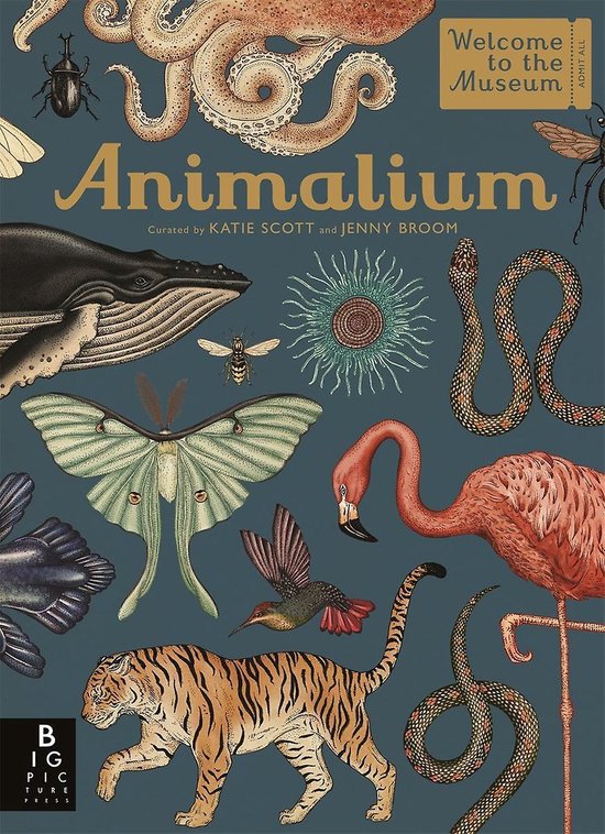 Boek cover Animalium van Jenny Broom (Hardcover)