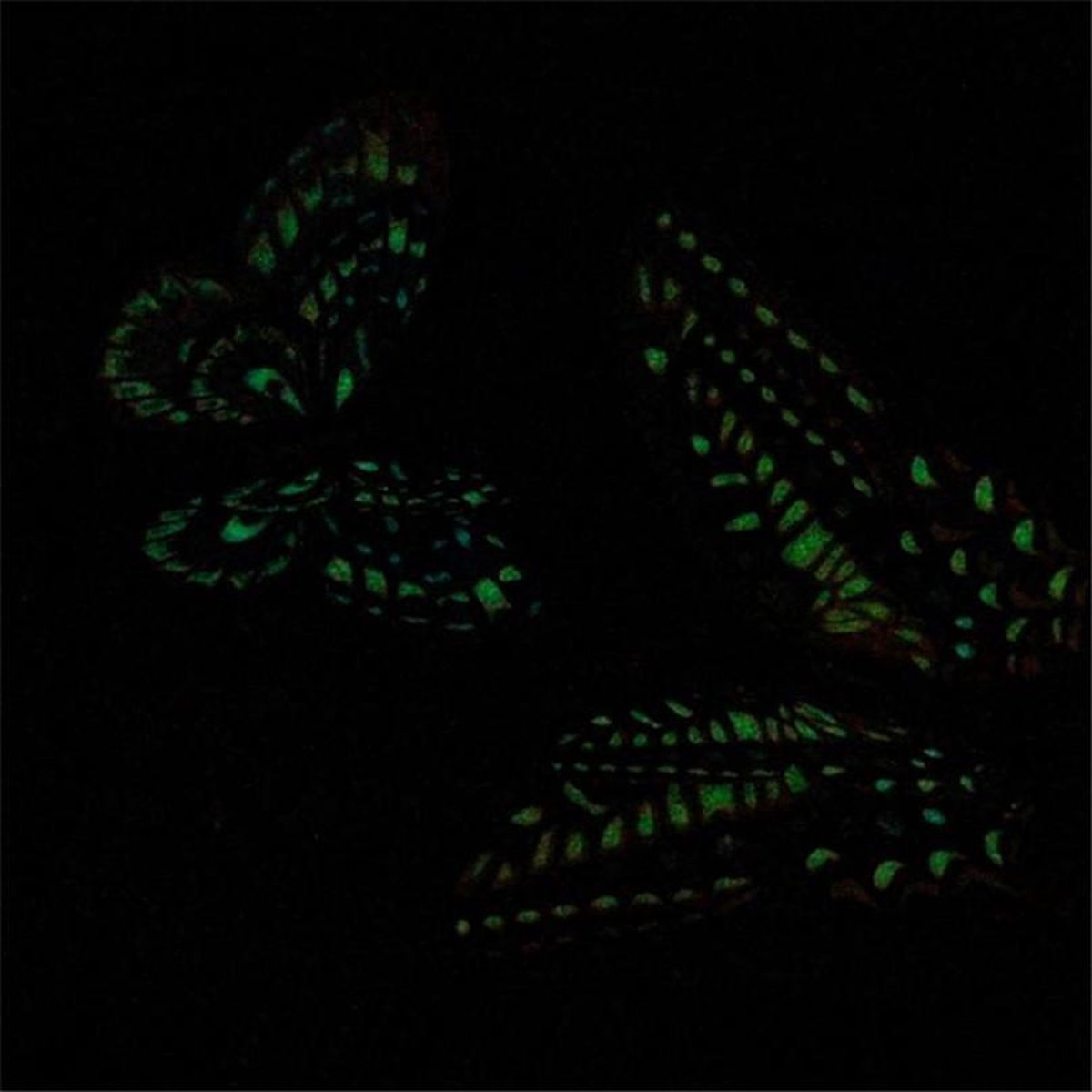 12x Glow in the Dark kleurige 3D Vlinders met magneet en sticker, voor muur, koelkast, deuren etc. — afbeelding 2