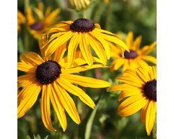 6 x Rudbeckia Fulgida 'Goldsturm' - Zonnehoed Pot 9x9 cm - Gouden Bloemen