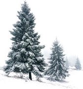 Winter kerst poster - Snowy trees - interieur - woonkamer - slaapkamer - muurdecoratie - textposters.com