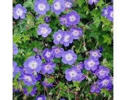 6 x Geranium  'Rozanne' - Ooievaarsbek pot 9x9cm