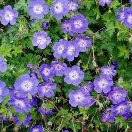 Fleurs violettes à cœur blanc et feuilles vertes.