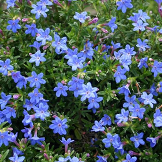 6 x Lithodora Diffusa 'Heavenly Blue' - Steenzaad pot 9x9cm