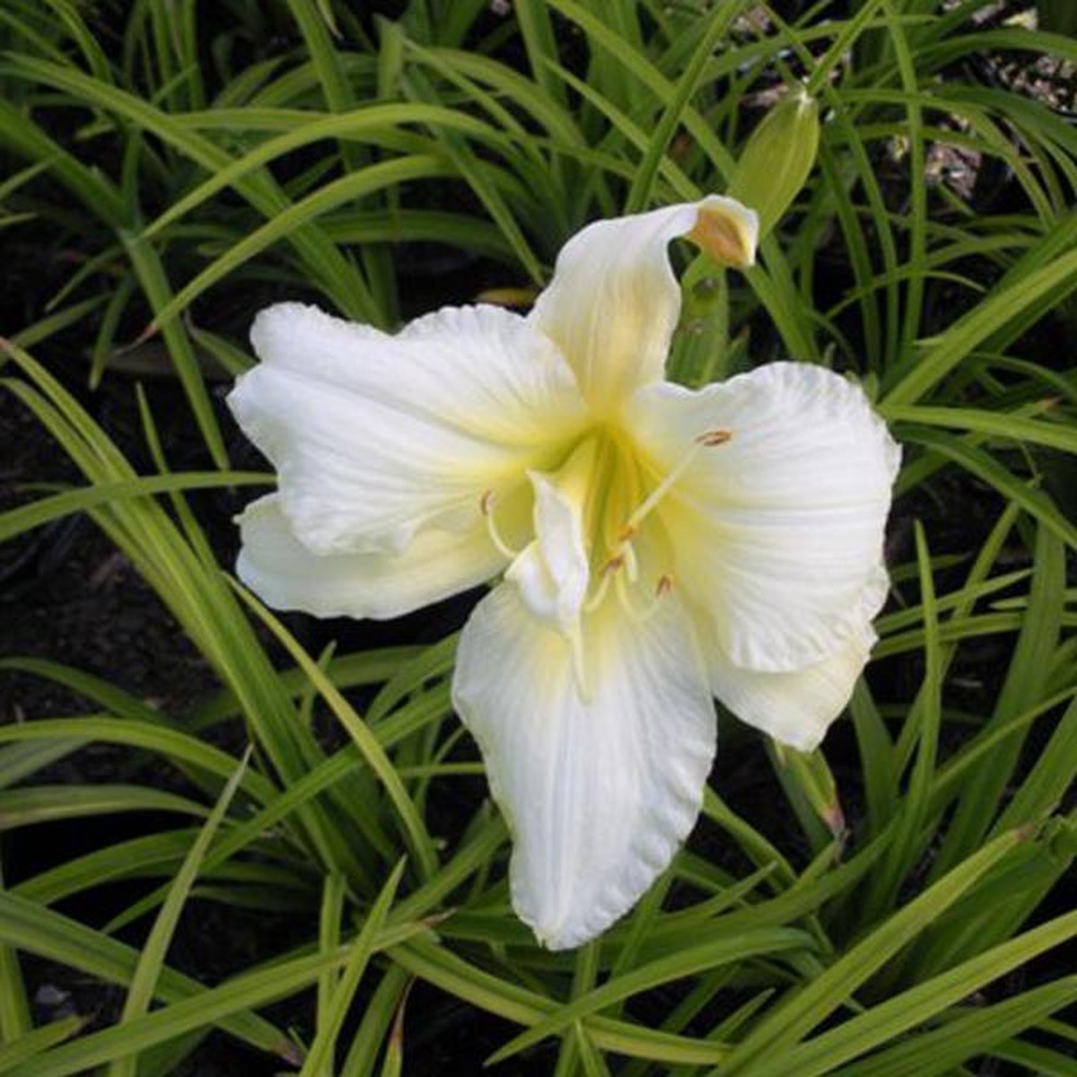 6 x Hemerocallis 'Gentle Shepherd' - Daglelie pot 9x9cm
