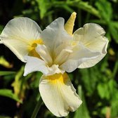 6 x Iris Sibiricia 'Snow Queen' -Baardloze Iris pot 9x9cm