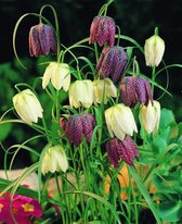 10 x Fritillaria Meleagris