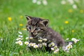 CANVASDOEK KITTEN | Wanddecoratie | 150 CM x 100 CM | Schilderij | Foto op canvas | Aan de muur | Dieren | Natuur