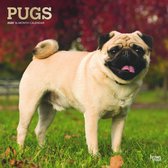 Mopshonden Kalender 2020 - Pugs