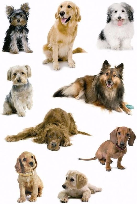 commando abortus Verzoekschrift Honden stickers 3 vellen | bol.com